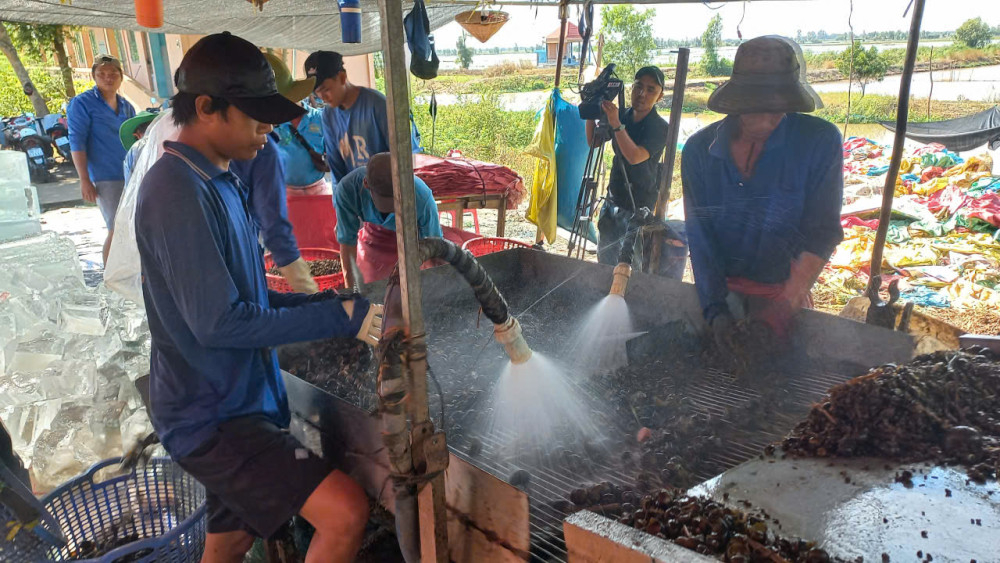 Ốc được đem về điểm tập kết thu mua để sơ chế, phân loại 