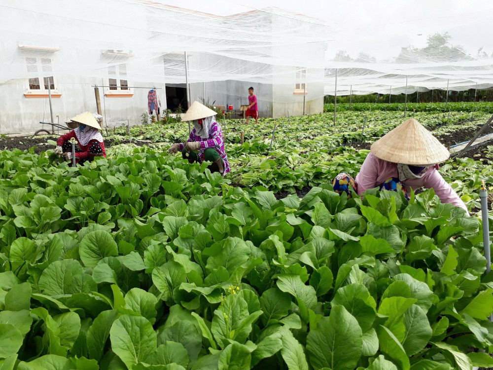 Người dân chuyển đổi cây trồng, tăng thu nhập
