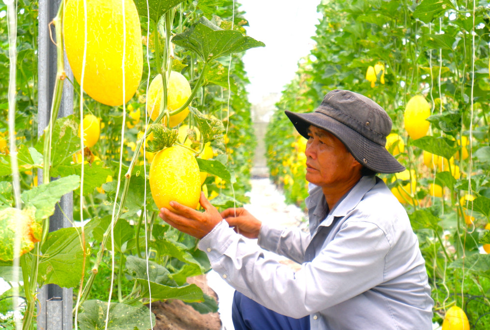 Liên kết sản xuất theo chuỗi giúp nông sản Tây Ninh từng bước nâng tầm