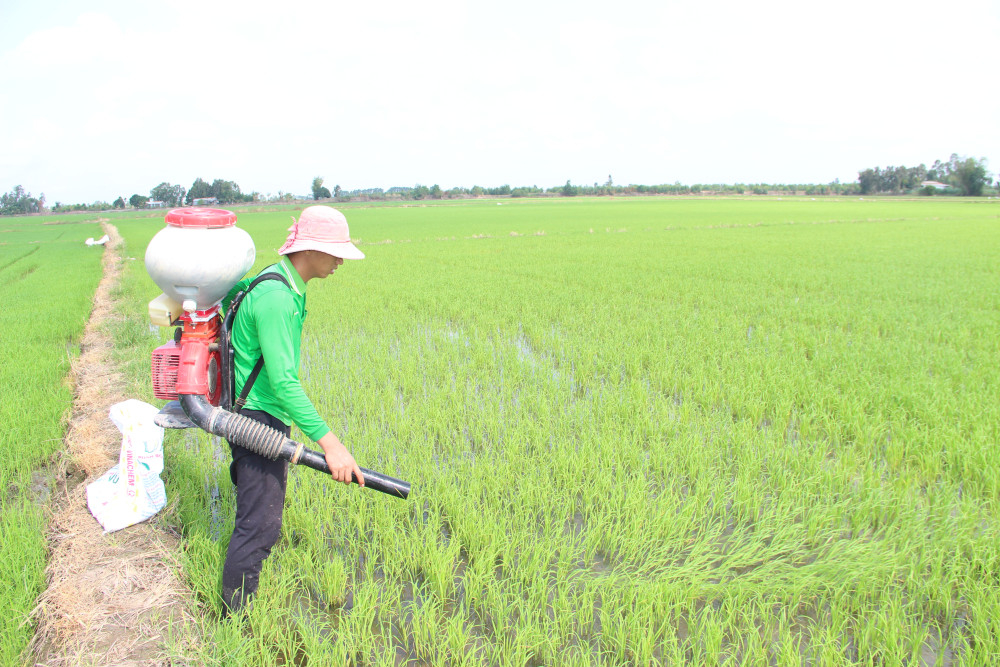Nông dân bón phân cho lúa vụ Thu Đông