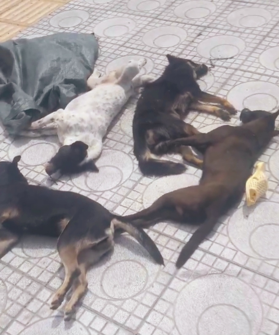 4 con chó là tang vật mà các đối tượng vứt lại để tẩu thoát