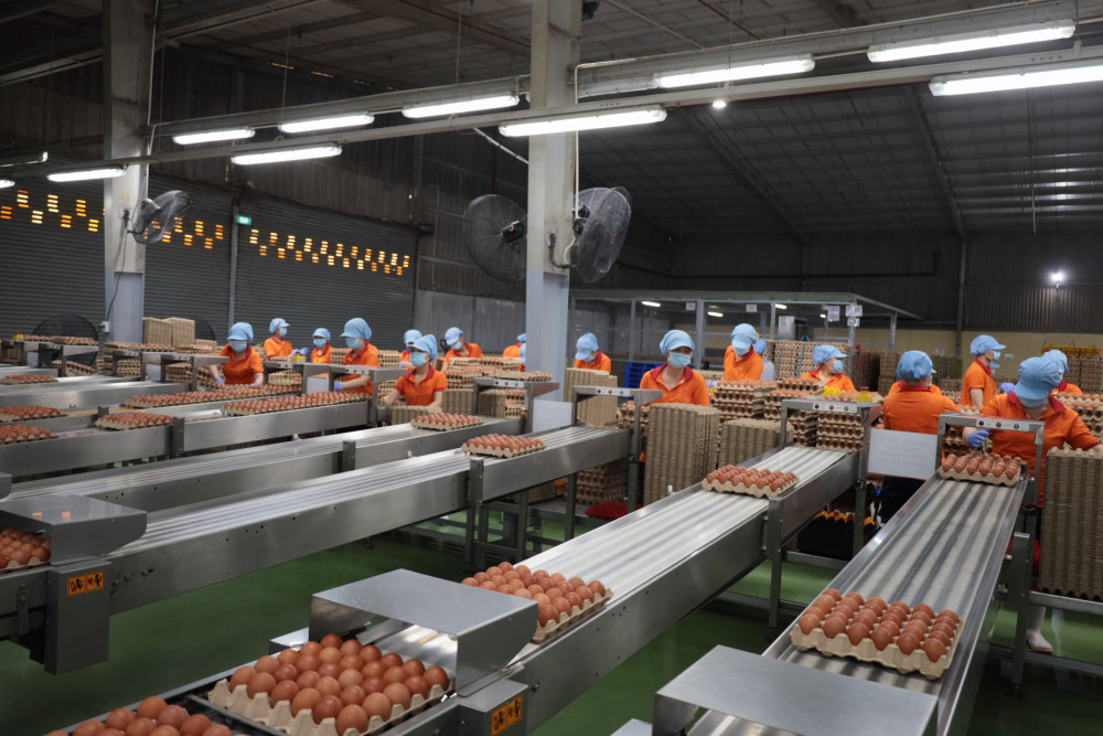 Công nhân sơ chế trứng gà tại một doanh nghiệp trên địa bàn tỉnh