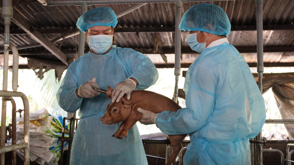 Cán bộ thú y tiêm phòng bệnh cho heo