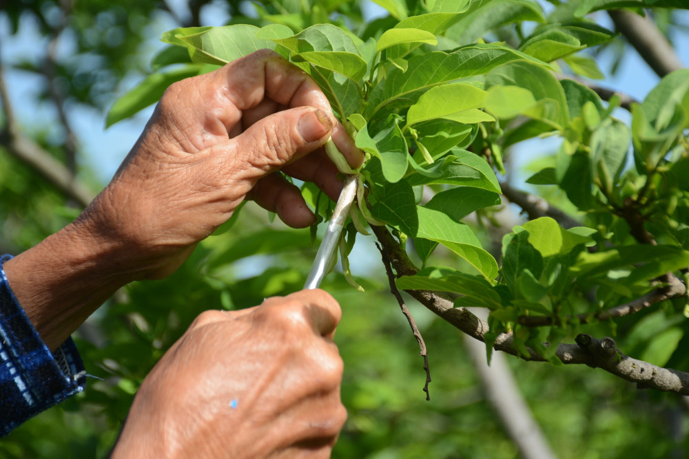 Bà Đặng Thị Hoa thụ phấn cho cây mãng cầu