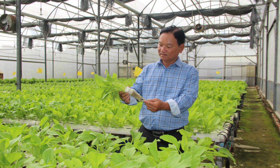 Efficiency from high-tech vegetable growing areas