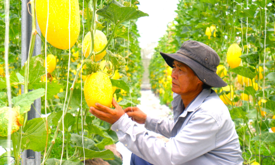 Improving agricultural value chains in cooperatives