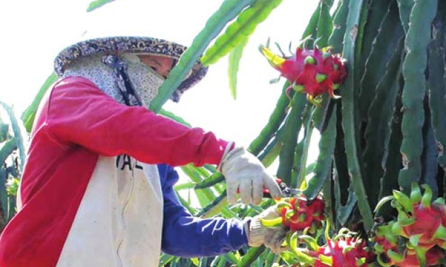 Tây Ninh đặt mục tiêu tăng trưởng khu vực I năm 2025 đạt 4,3% trở lên