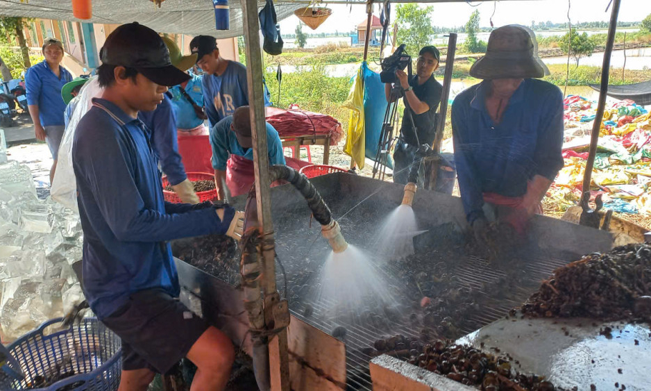 Người dân có thêm thu nhập vào mùa nước nổi nhờ ốc bươu vàng