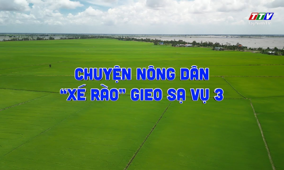 Phóng sự: Chuyện nông dân "xé rào" gieo sạ vụ 3