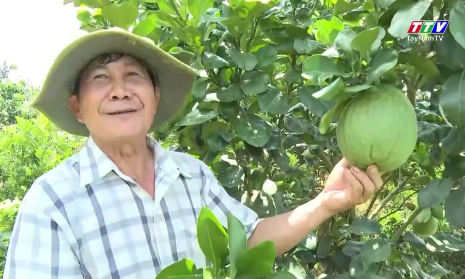 Nông dân Tân Trụ áp dụng công nghệ cao trong sản xuất bưởi hữu cơ
