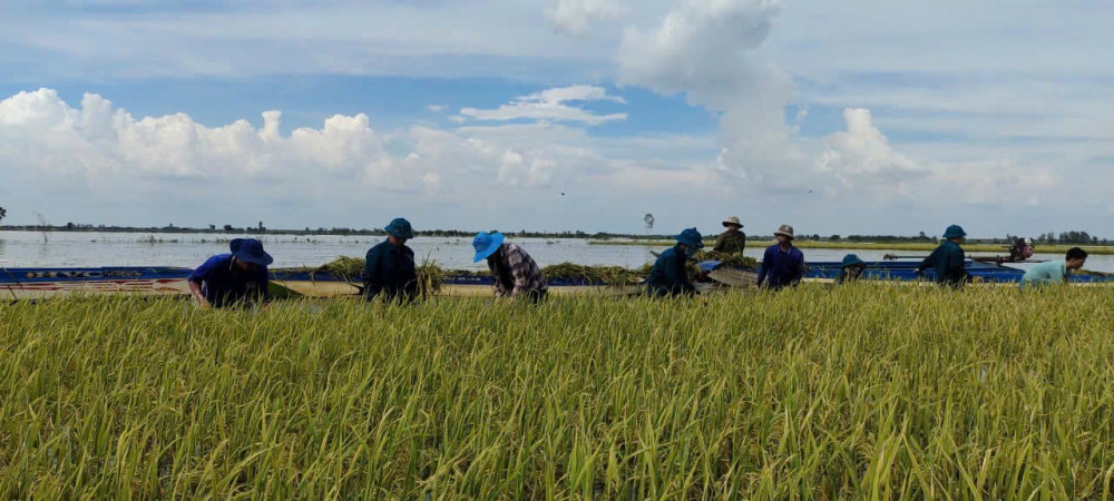 Các lực lượng cùng người dân thu hoạch lúa bị ngập