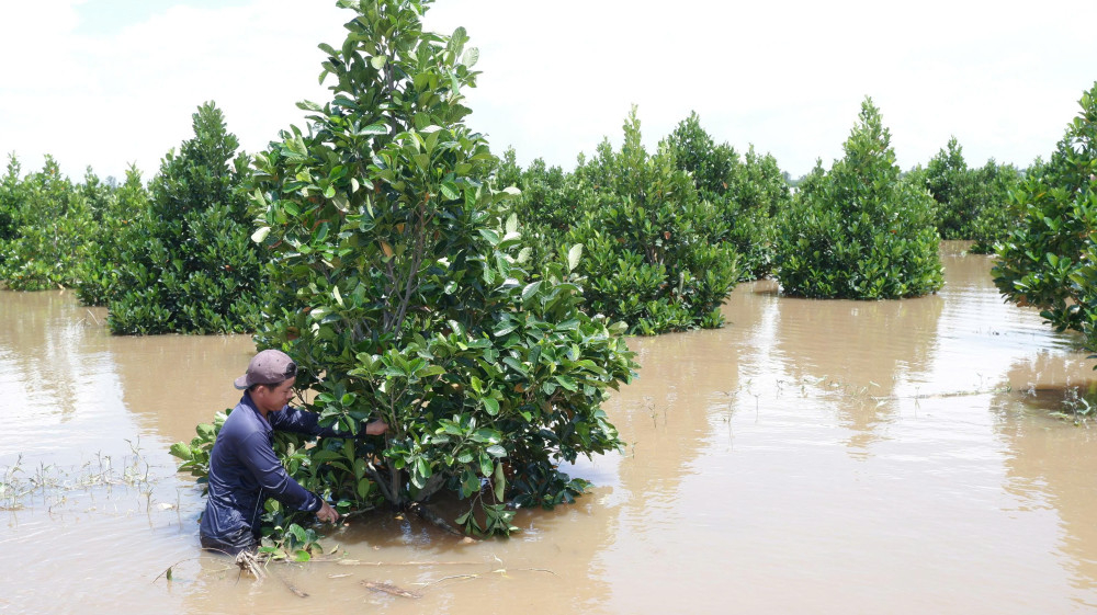 Vườn mít 4,5ha với 3.000 gốc của gia đình ông Bùi Quang Thành (xã Vĩnh Châu) bị ngập 2/3 trong nước