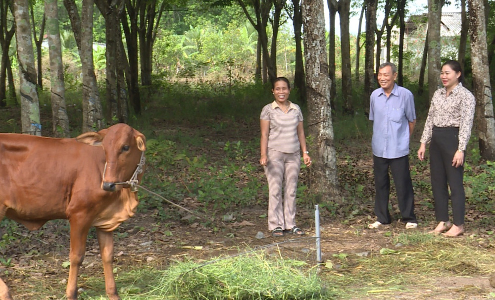 Mô hình hỗ trợ bò sinh sản đã giúp nhiều hội viên phụ nữ có điều kiện vươn lên phát triển kinh tế