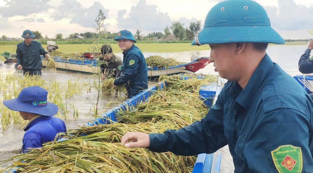 Dân quân xã Vĩnh Thạnh gặt lúa giúp dân
