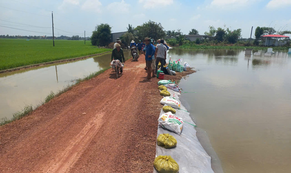 Người dân xã Tuyên Bình tổ chức gia cố đê bao bảo vệ lúa