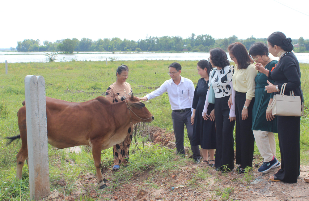 Con bò sinh sản được trao cho hộ gia đình