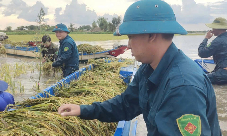 Lực lượng dân quân giúp dân gặt lúa chạy lũ