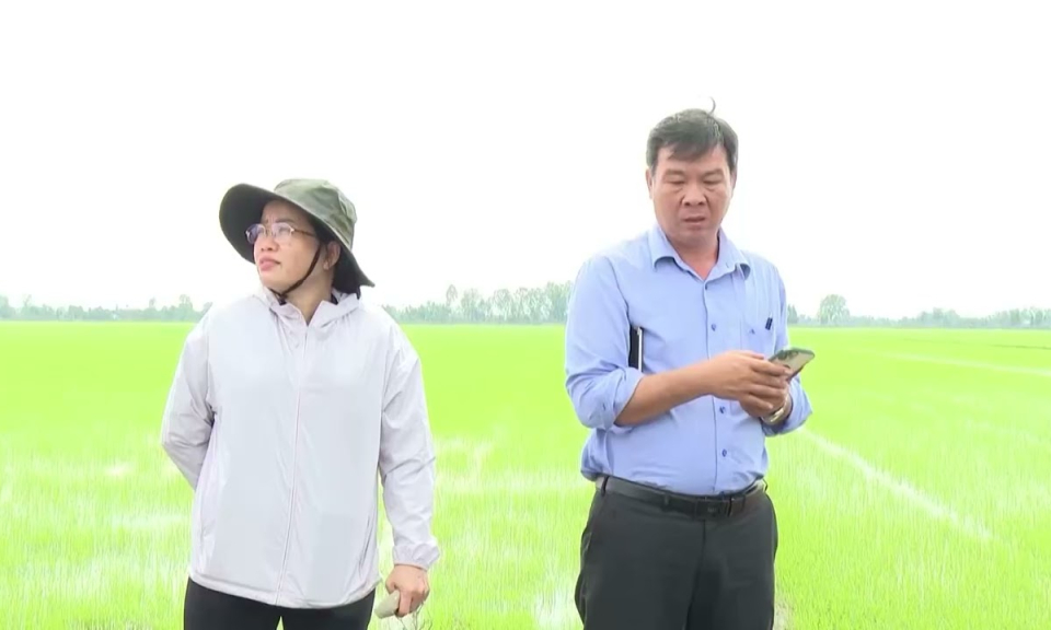 Nước lũ dâng cao, hàng ngàn hecta lúa ở Nhơn Hòa Lập nguy cơ bị ngập sâu