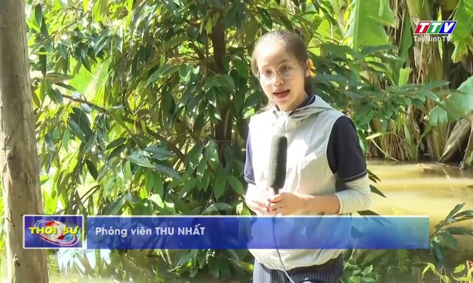 Những vườn trái cây tiền tỷ “ngậm ngùi” trong biển nước
