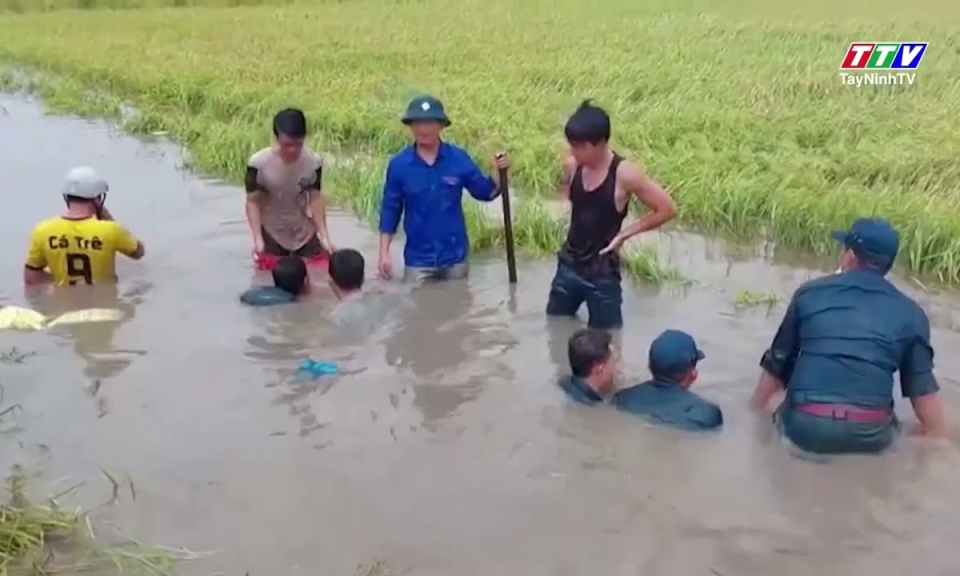Tây Ninh: Mưa lũ gây thiệt hại nghiêm trọng về sản xuất nông nghiệp