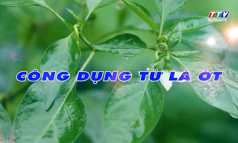 Món ăn bài thuốc: Công dụng từ lá ớt