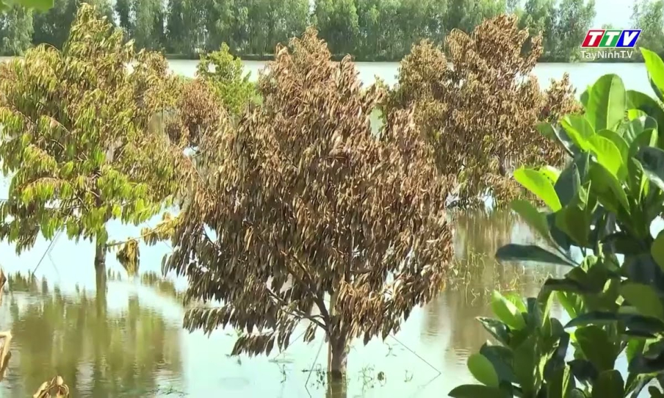 Lũ gây thiệt hại trên 820 ha lúa, cây ăn trái và hoa màu