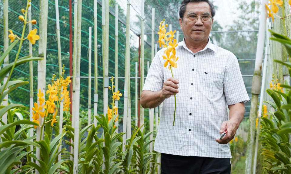 Lão nông làm giàu từ cây lan Mokara