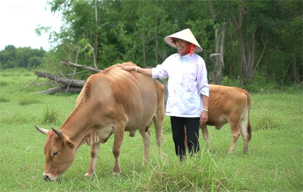 Nhờ nguồn vốn vay chính sách 50 triệu đồng, bà Đỗ Thị Mai (ngụ xã Mỹ Yên) mở rộng chăn nuôi bò, từng bước ổn định cuộc sống