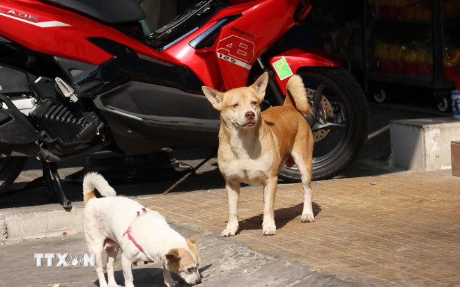 Hành vi thả rông động vật nuôi trong đô thị hoặc nơi công cộng có thể bị phạt 500.000 tới 1 triệu đồng (Ảnh minh họa. Nguồn: TTXVN)