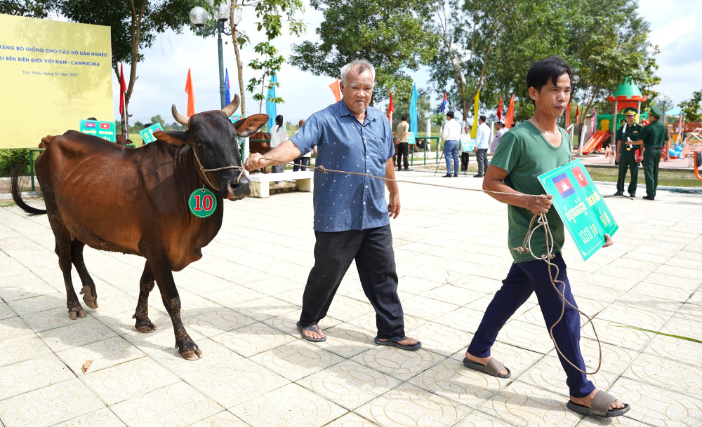 Mỗi con bò giống được trao tặng gieo thêm niềm hy vọng thoát nghèo cho người dân vùng biên giới