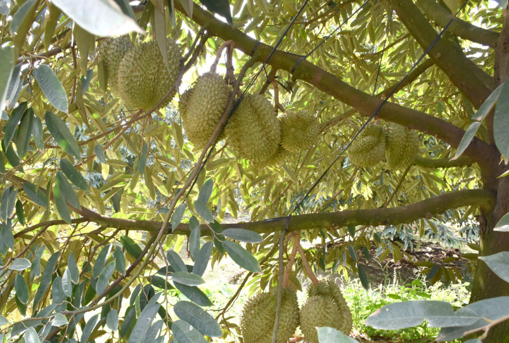 Ngành Nông nghiệp và Môi trường triển khai mô hình giám sát côn trùng thông minh trên cây ăn trái, xây dựng phần mềm quản lý và tiêu thụ sản phẩm sầu riêng