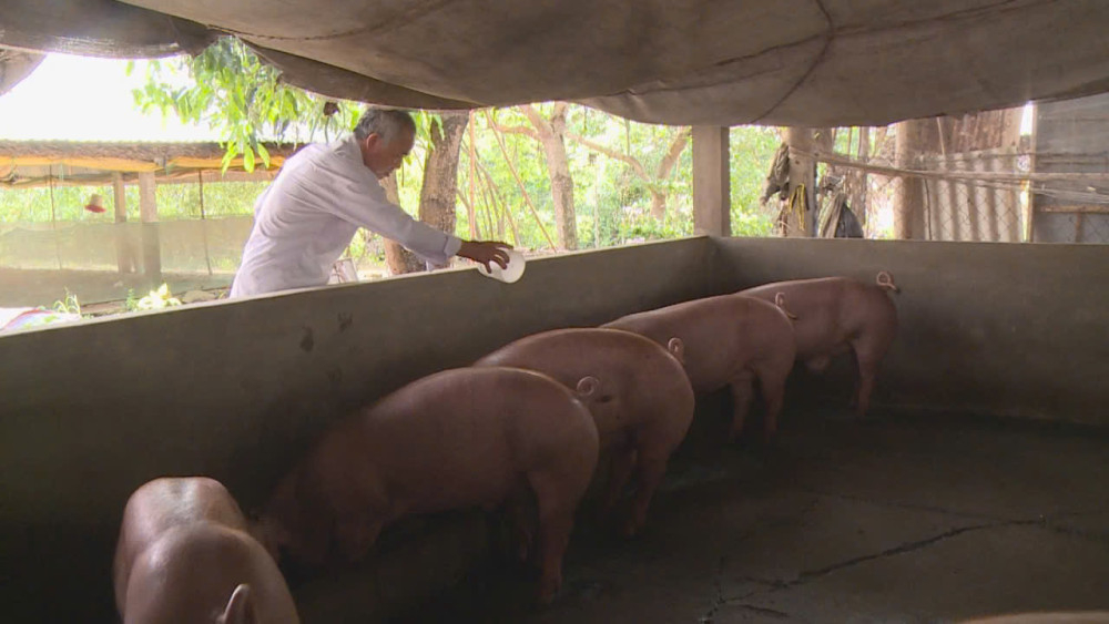 Người dân cần chủ động phòng, chống bệnh dịch tả heo châu Phi