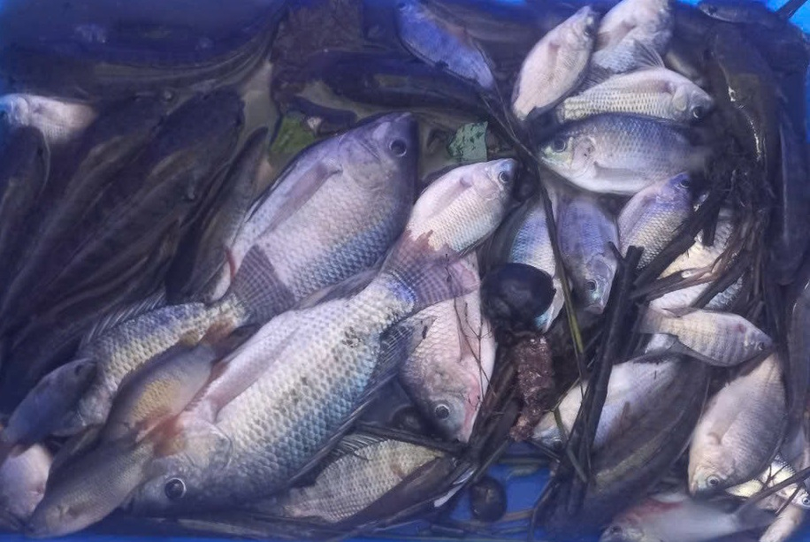 Mỗi ngày, anh Nguyễn Văn Thanh bắt được khoảng chục kilôgam cá, trừ chi phí, được khoảng 300.000-400.000 đồng