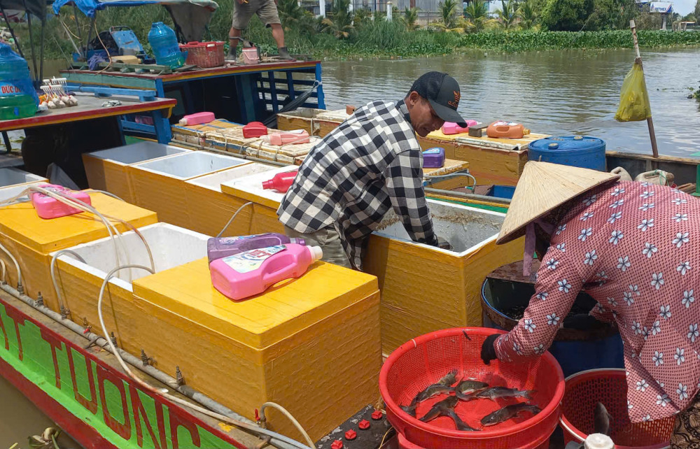Người dân mang cá bán cho thương lái