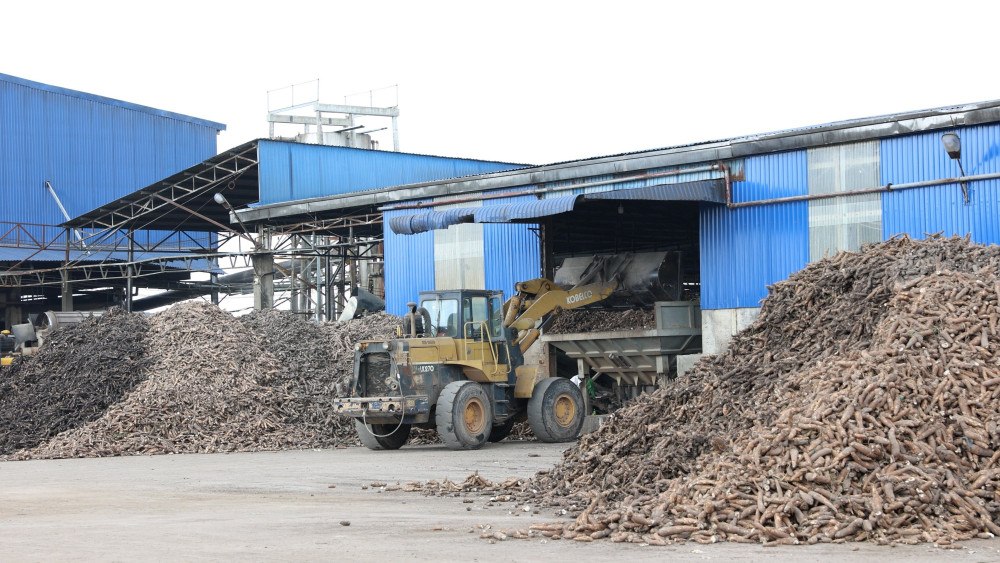 Đưa khoai mì tươi vào dây chuyền chế biến tinh bột tại một nhà máy khoai mì 