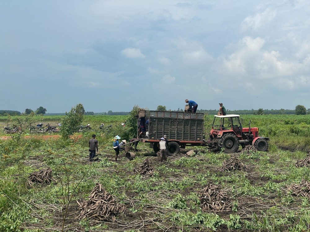 Nông dân thu hoạch khoai mì được canh tác tại tỉnh