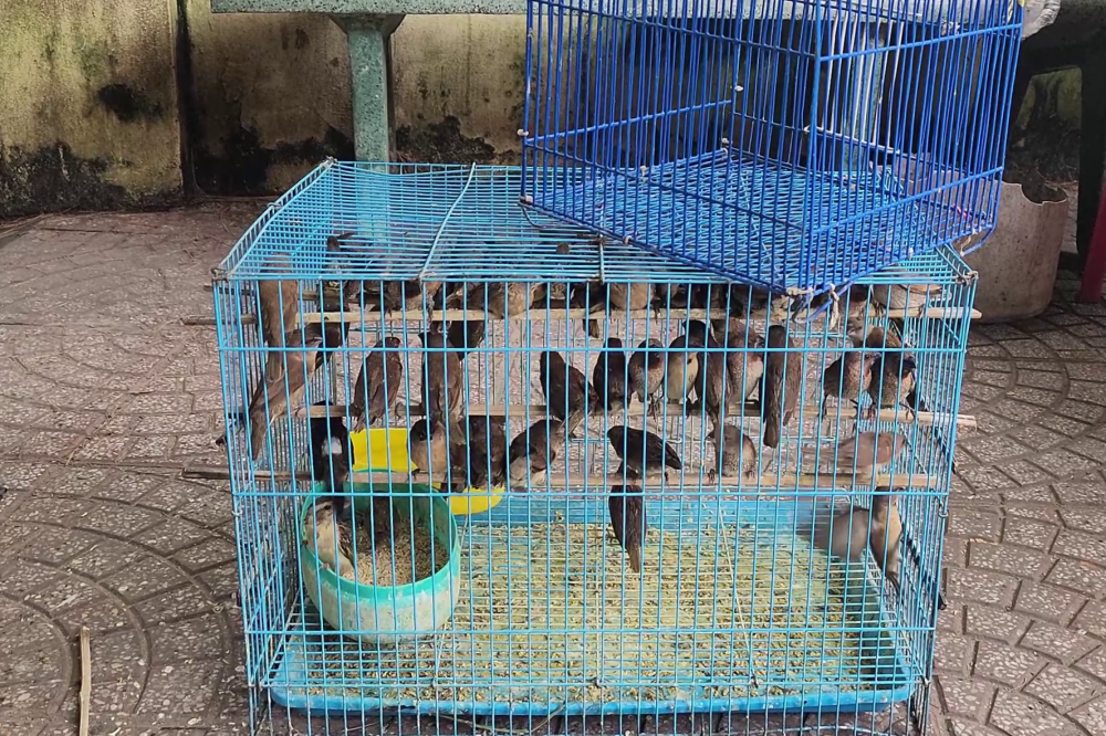 Không săn, bắt, mua, bán các loài động vật hoang dã trái pháp luật