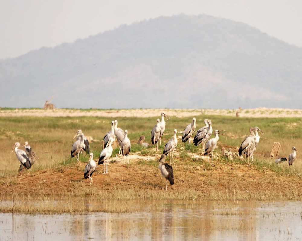 Chim di cư về hồ Dầu Tiếng