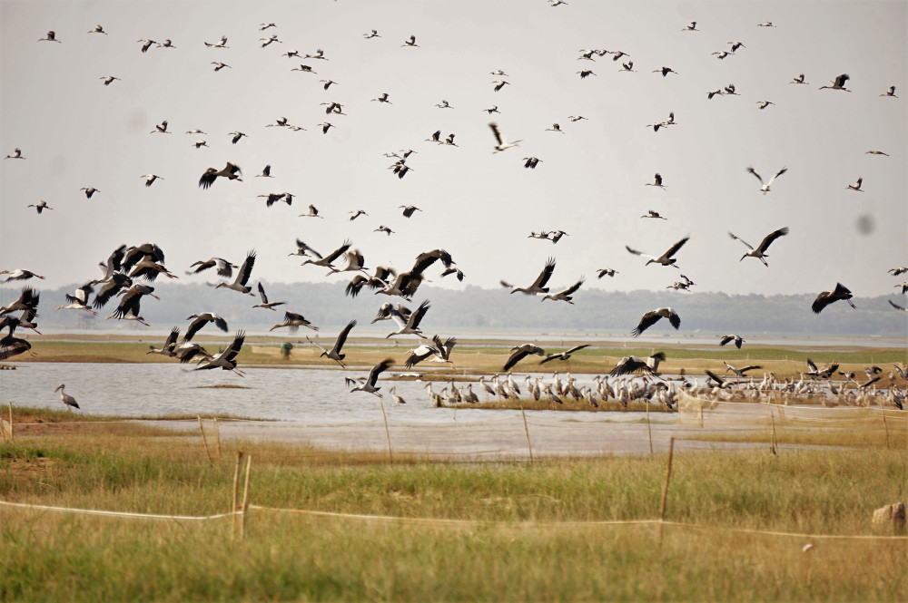 Hãy bảo vệ chim di cư