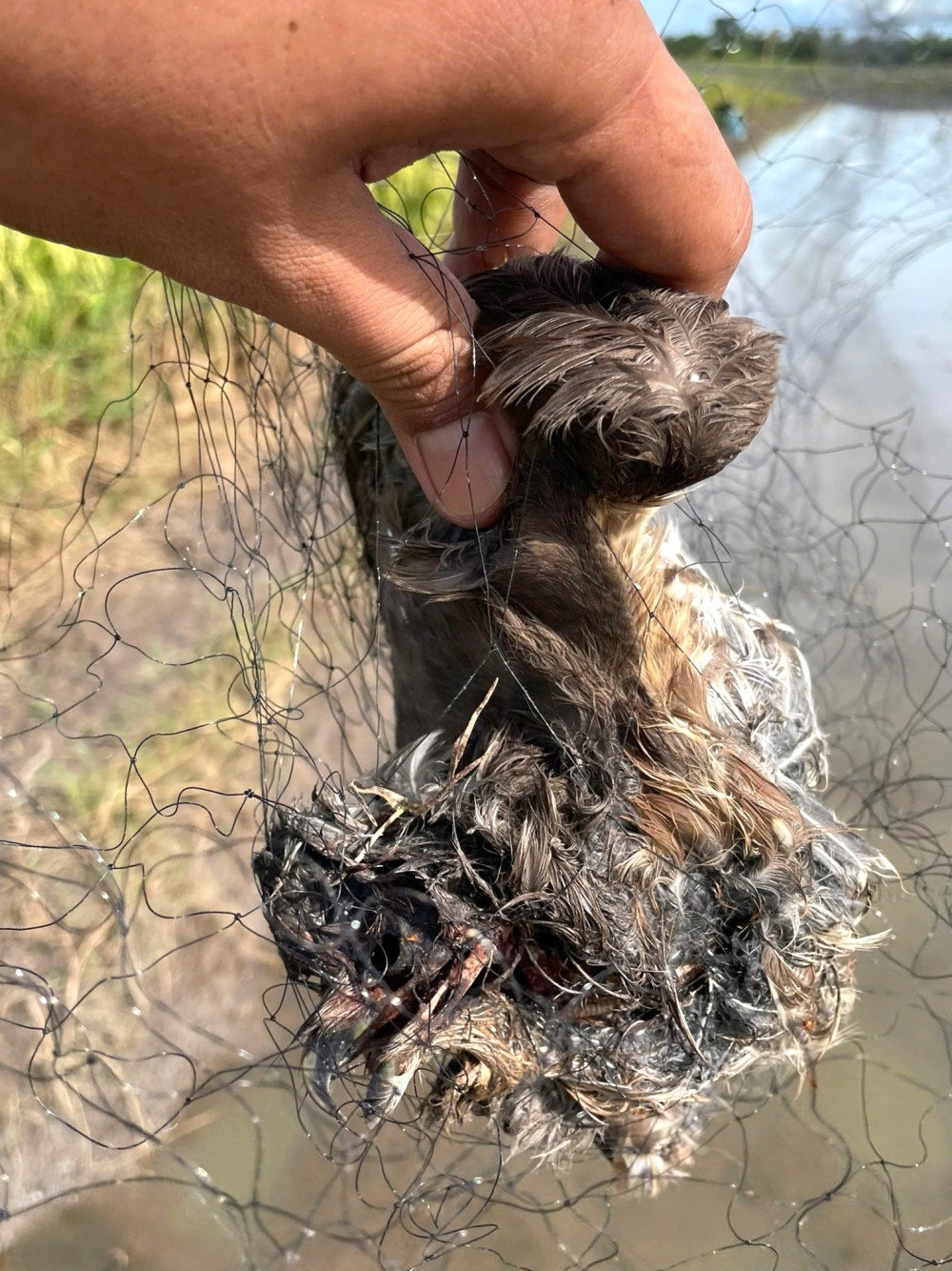 Cá thể chim bị dính lưới, chưa xác định tên loài