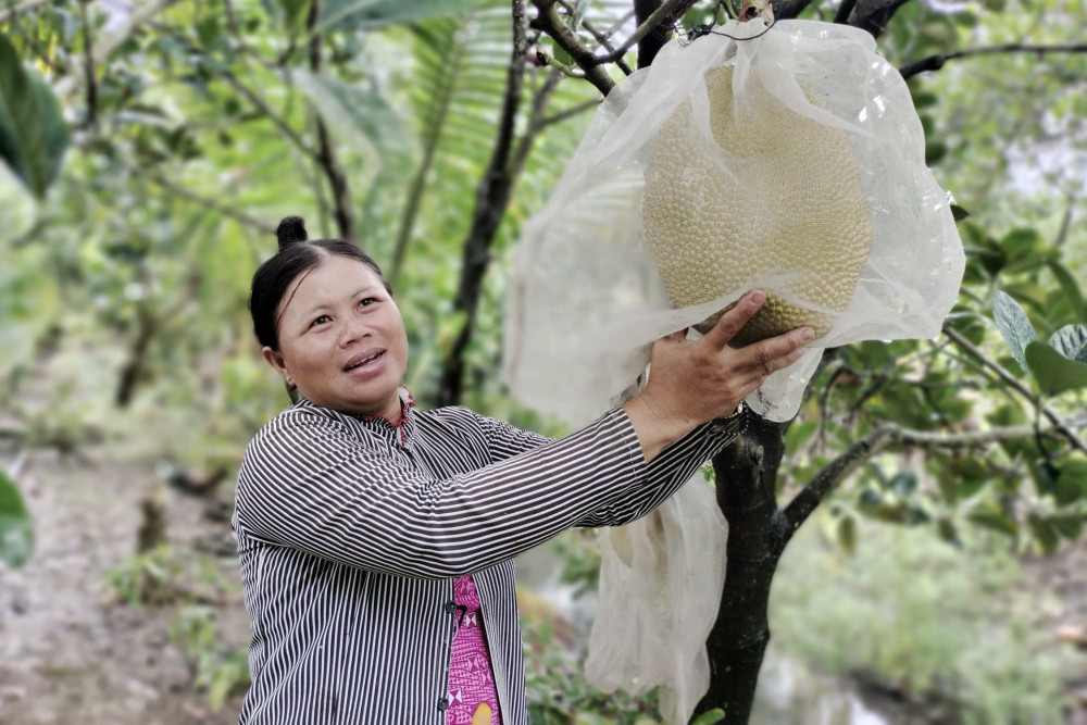Chị Lê Thị Út (ngụ xã Nhơn Hòa Lập) vượt khó, vươn lên thoát nghèo từ trồng mít