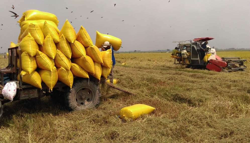 Việc phê duyệt vùng quy hoạch trồng lúa năng suất, chất lượng cao góp phần tăng hiệu quả sản xuất 