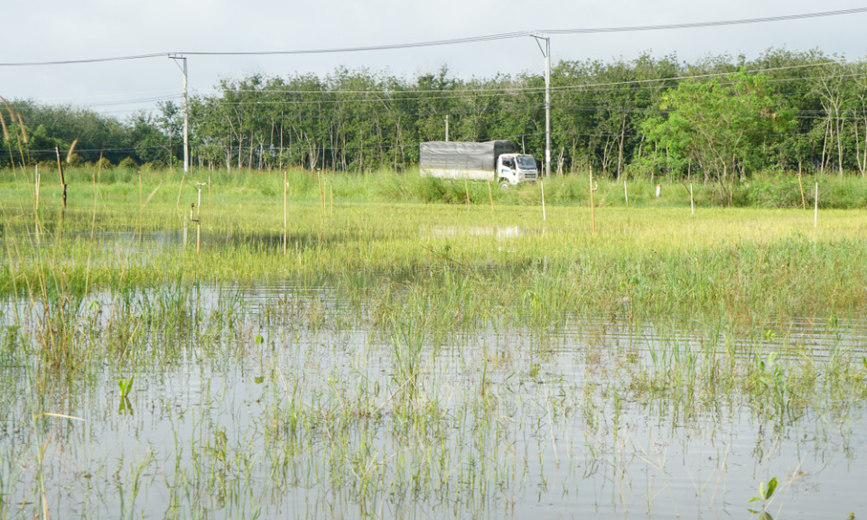Xã Tân Phú: Ngập úng cục bộ diện tích đất nông nghiệp
