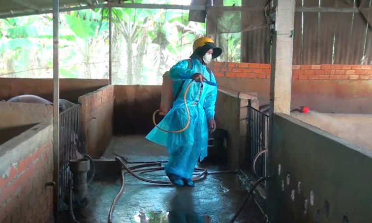 T&acirc;y Ninh: Ph&aacute;t hiện th&ecirc;m 1 ổ dịch tả heo ch&acirc;u Phi