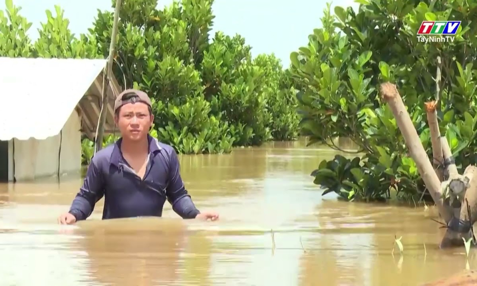 Tây Ninh: Tiếp tục cảnh báo lũ khẩn cấp trên các sông