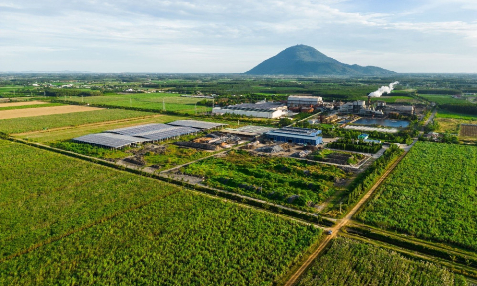 Diện tích mía trong vùng nguyên liệu AgriS Tây Ninh tiếp tục tăng trưởng