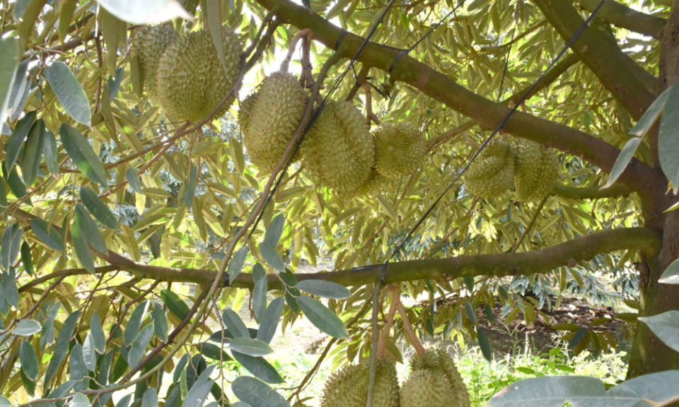 Đẩy mạnh phát triển khoa học, công nghệ, chuyển đổi số trong lĩnh vực nông nghiệp và môi trường