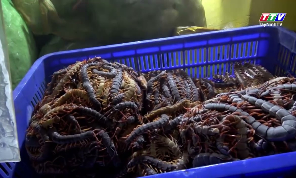 Thăng trầm nghề rết