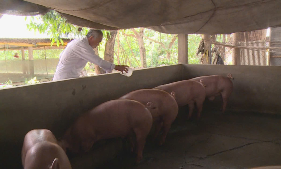 Dịch tả heo châu Phi tái bùng phát ở Tây Ninh