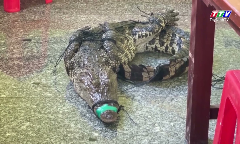 Hưng Điền: Người dân bắt được cá thể cá sấu nặng 37kg trên kênh Cái Cỏ